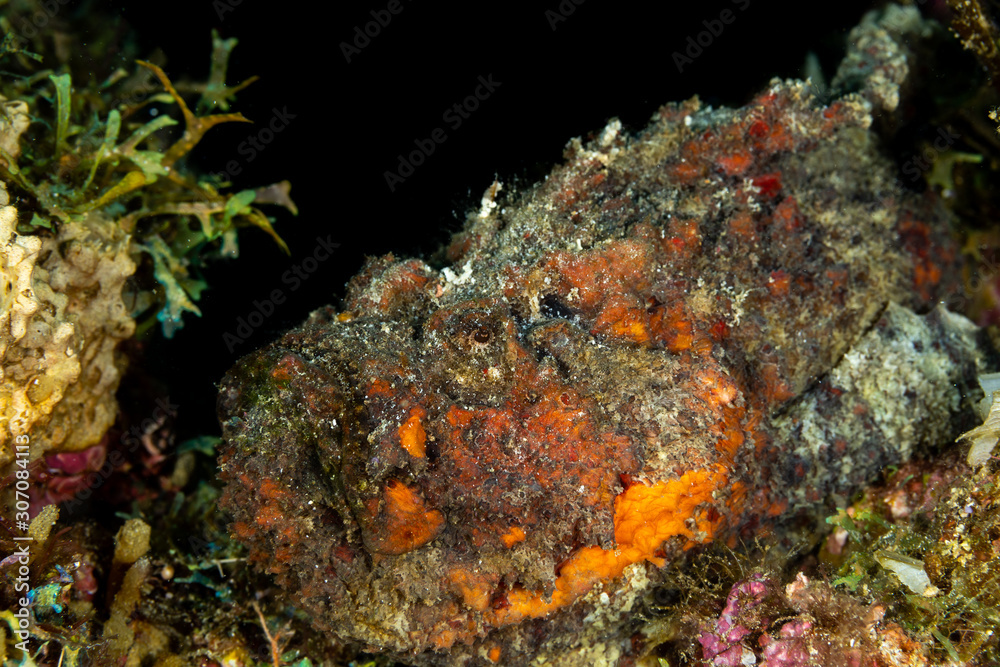 The surprising underwater world of the Indian and Pacifical Oceans