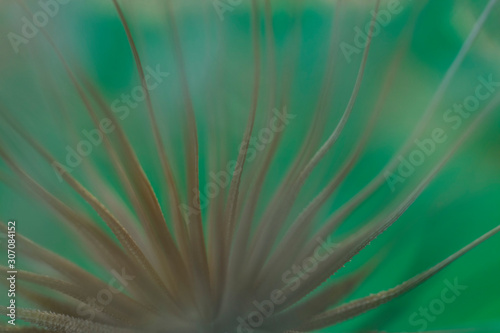 dandelion seed close up