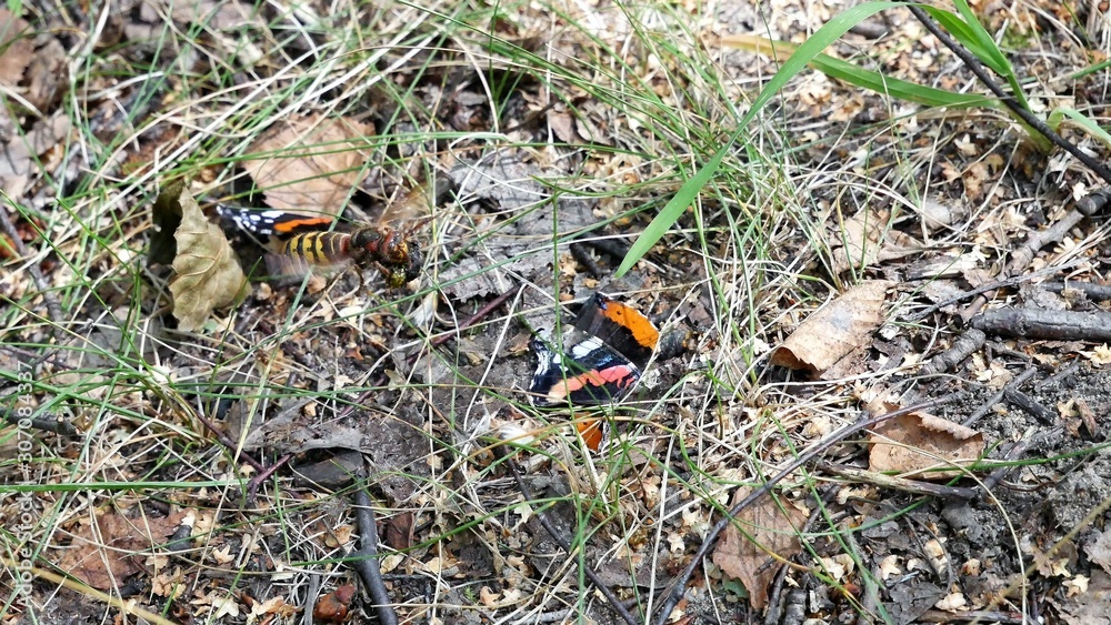 Hornet in flight with a piece of butterfly. Hornet in flight with a piece of butterfly.