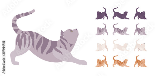 White, black, orange, grey striped pedigree cat stretching set. Active healthy kitten with beautiful fur, cute funny pet, home playful companion. Vector flat style cartoon illustration different views