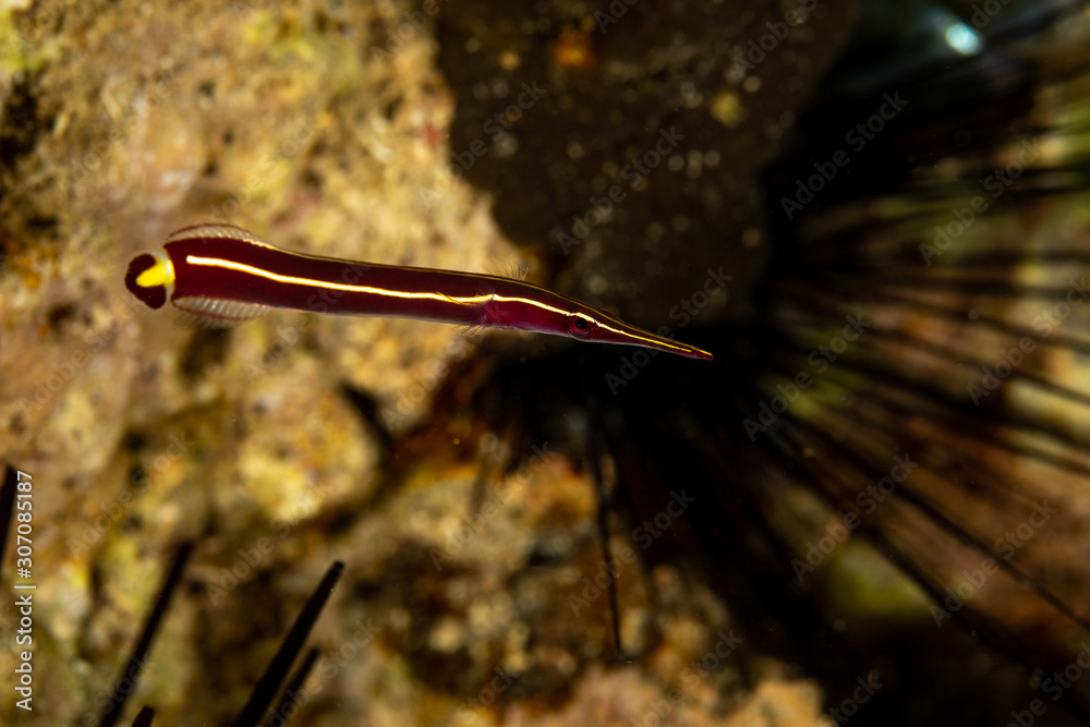 The surprising underwater world of the Indian and Pacifical Oceans The surprising underwater world of the Indian and Pacifical Oceans