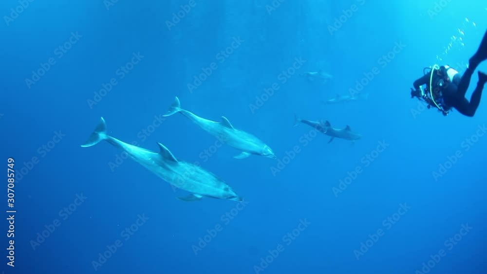 School of dolphins swims underwater near seabed of ocean. Sea animals on background of fish in blue water. Concept of large flow of underwater sea life and wildlife in blue lagoon. School of dolphins swims underwater near seabed of ocean. Sea animals on background of fish in blue water. Concept of large flow of underwater sea life and wildlife in blue lagoon.