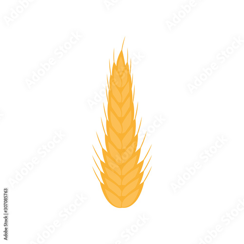 Wheat ear design, Food vegetable agriculture plant organic healthy farm and natural theme Vector illustration