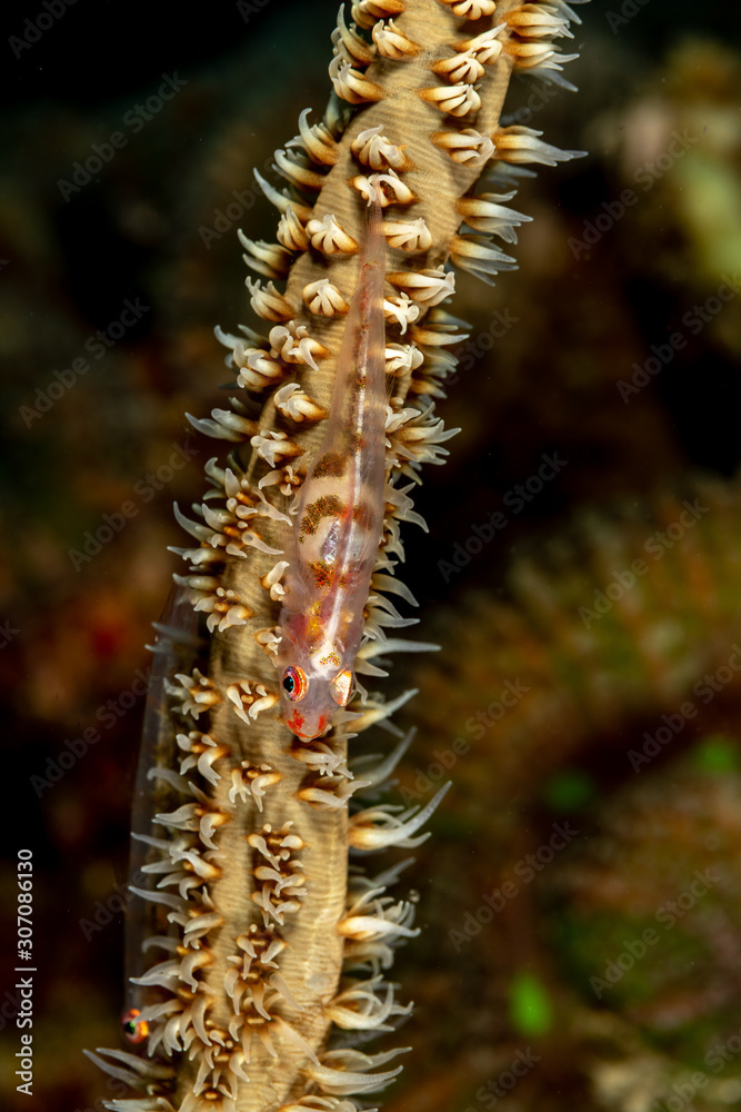 Naklejka premium The surprising underwater world of the Indian and Pacifical Oceans