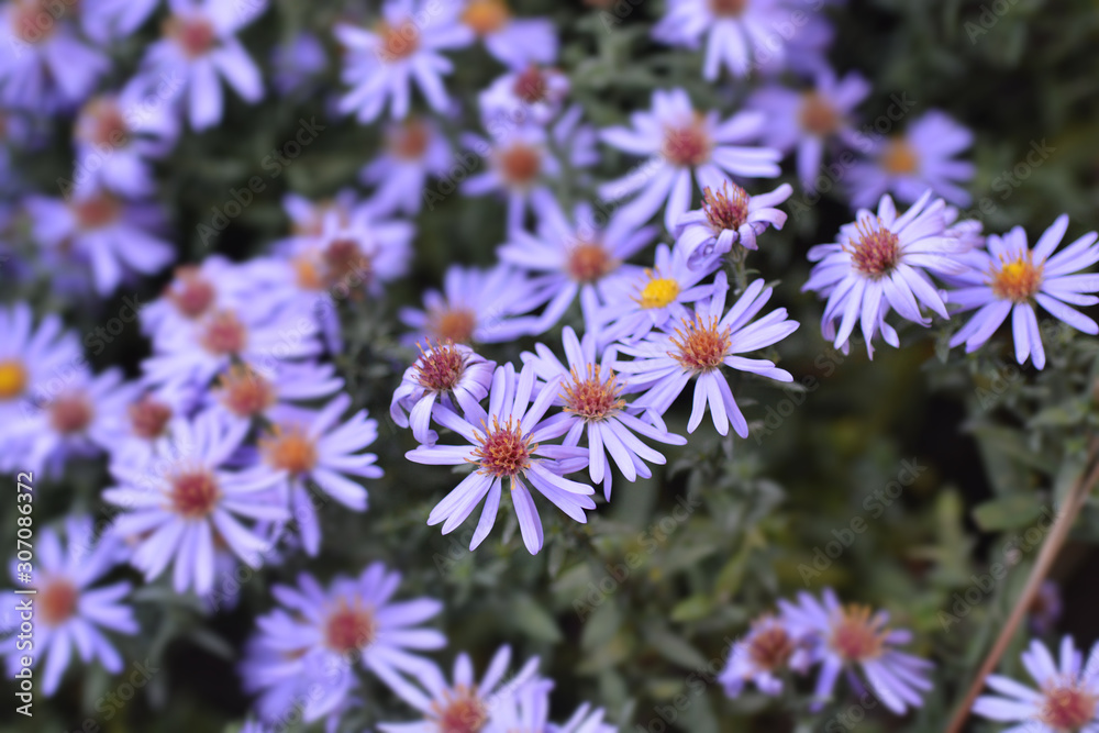 New York aster Professor Anton Kippenberg New York aster Professor Anton Kippenberg