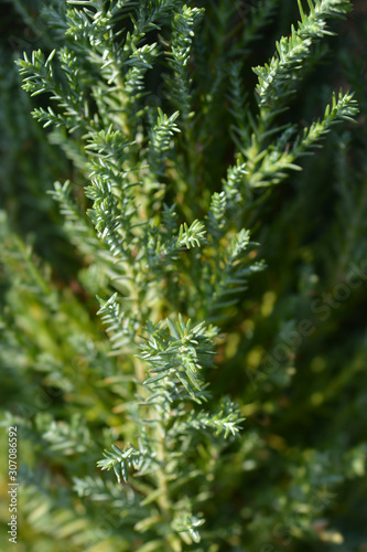 Lawsons Cypress Ellwoodii photo