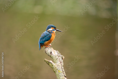 Kingfisher, Alcedo atthis © Gert Hilbink