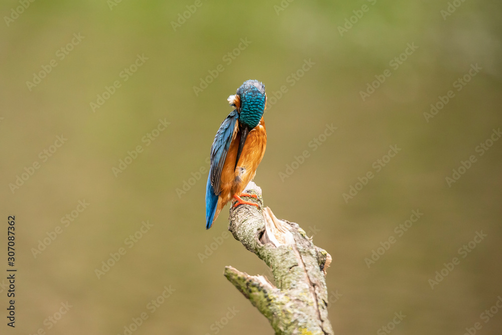 Kingfisher, Alcedo atthis Kingfisher, Alcedo atthis