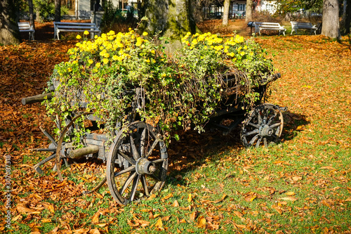 Old wooden carriage transformed into a flower pot , filled with soil upon which blossomed flowers have grown, rustic decorative element in a park.