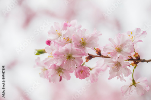 pink flowers  © babaroga