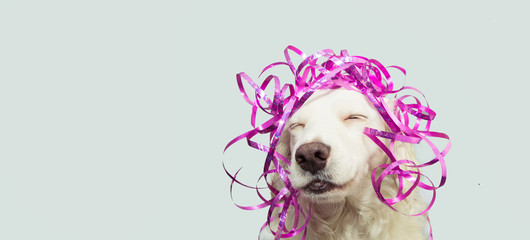 Banner happy dog present for new year, carnival,  christmas, birthday or anniversary, wearing a pink serpentines on head. isolated against gray background.