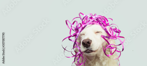 Photography Banner happy dog present for new year, carnival,  christmas, birthday or anniversary, wearing a pink serpentines on head
