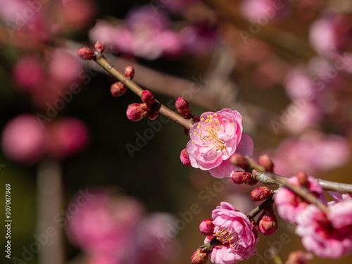 Japanese Plum Blossoms
