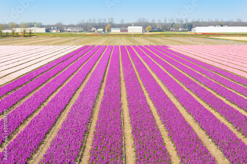 Flower field with purple, white and pink hyacinths. Beautiful spring landscape in the Netherlands, Europe