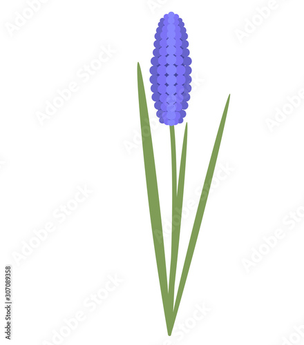 Grape hyacinth, Muscari is a genus of perennial bulbous plants. Isolated