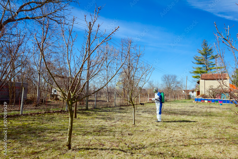 Gardener wearing protective overall sprinkles fruit trees with long sprayer, apiary is in the orchard Gardener wearing protective overall sprinkles fruit trees with long sprayer, apiary is in the orchard