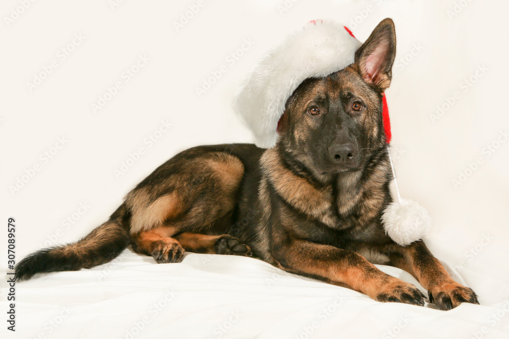 German shepherd dog with a christmas hat