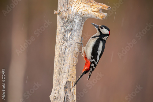great Spotted Woodpecker, Dendrocopos major photo