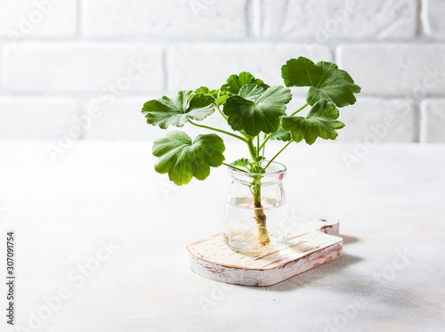 Planting new plants. Cuttings and shoots of geranium and pelargonium plants standing in water for root growth. Pelargonium seedlings at home.