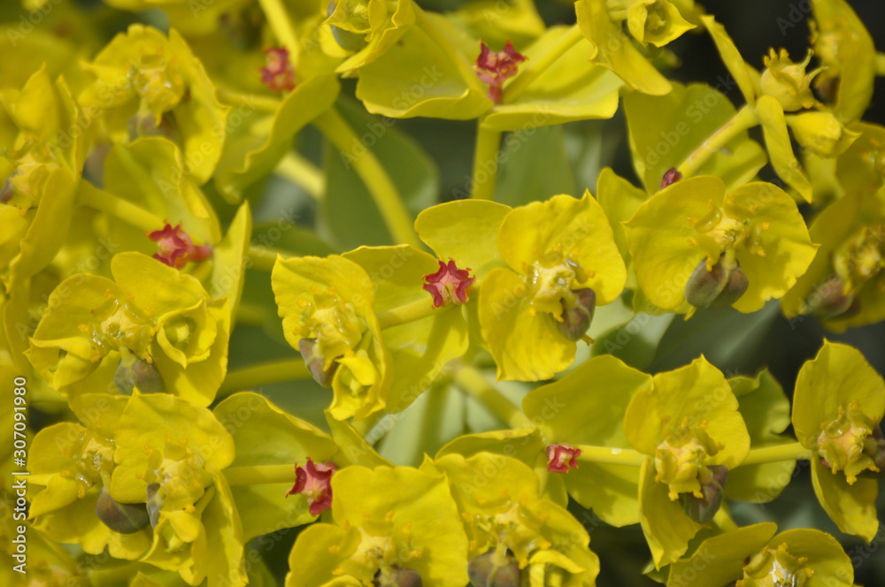 Obraz premium plants and flowers in the national bike bike park