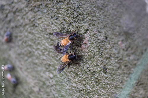 Close up of giant honey bee  Apis dorsata  drinking water in the summer  side view.detail of bee or honeybee in Latin Apis Mellifera  european or western honey bee