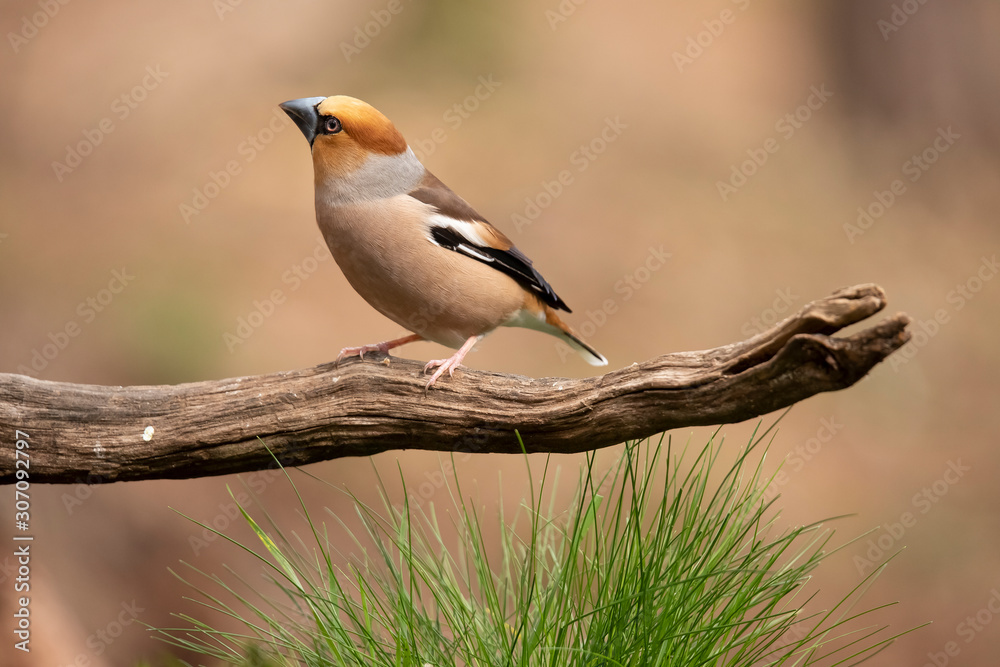 Fototapeta premium Hawfinch, Coccothraustes coccothraustes