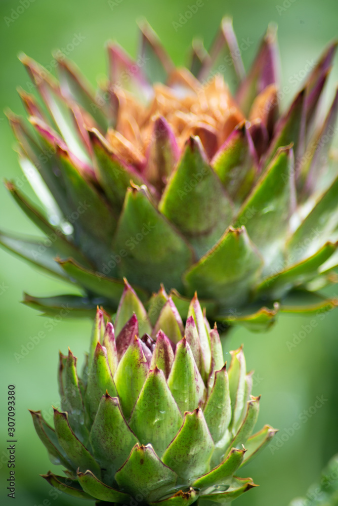 Artichoke flower Artichoke flower