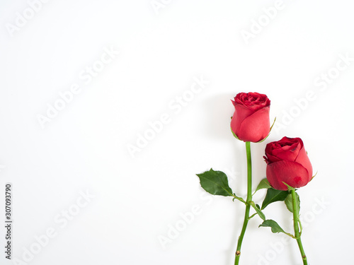 Valentine's Day card. Two red rose.