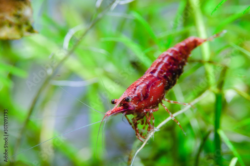 Shrimp on a leaf