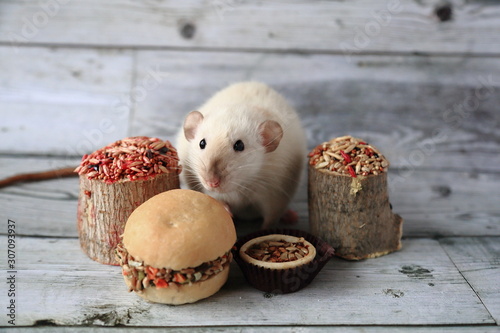 White seamese dumbo rat with tasty food photo