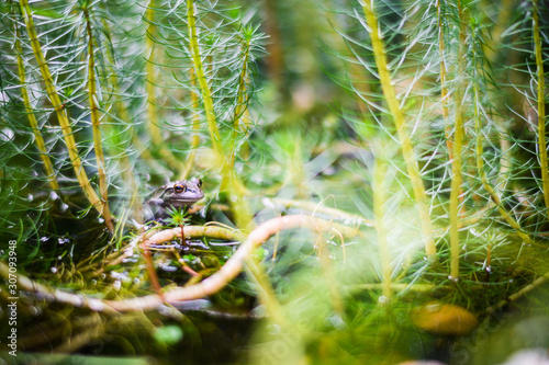 Frog in a pond