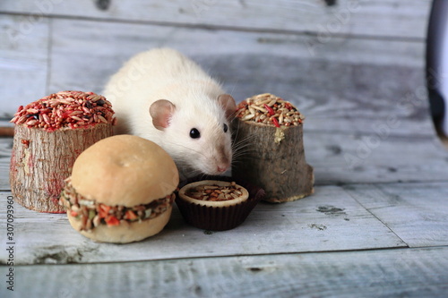 White seamese dumbo rat with tasty food photo