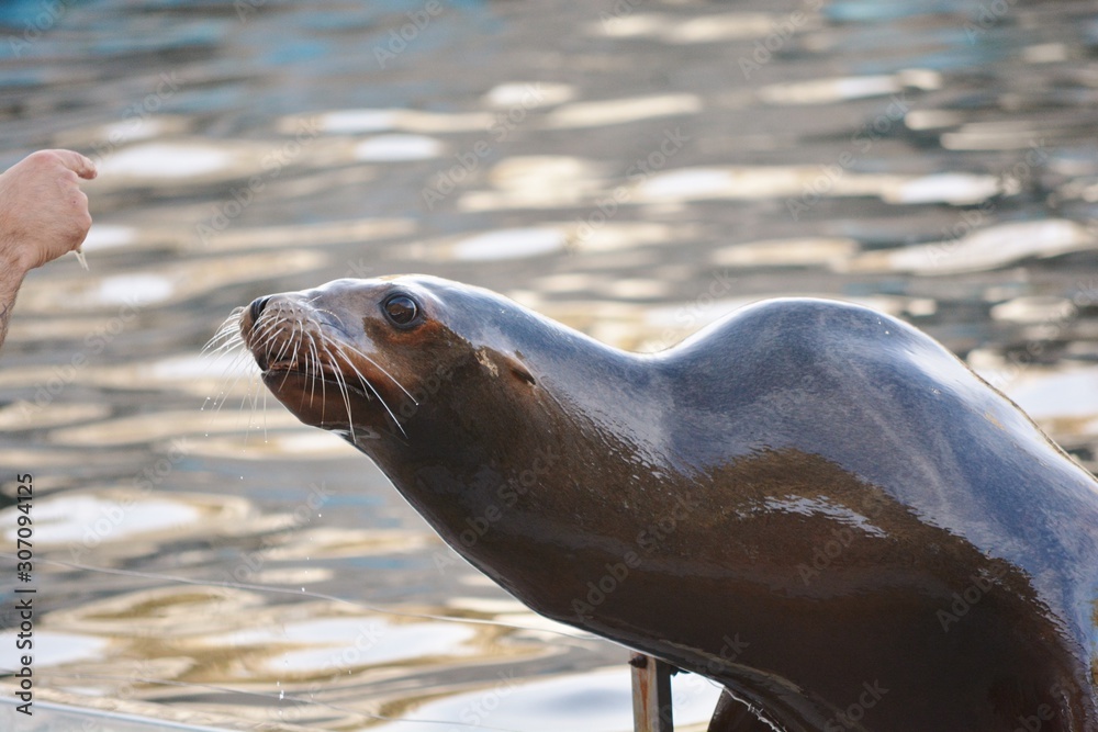 Obraz premium a sea lion in the swimming pool