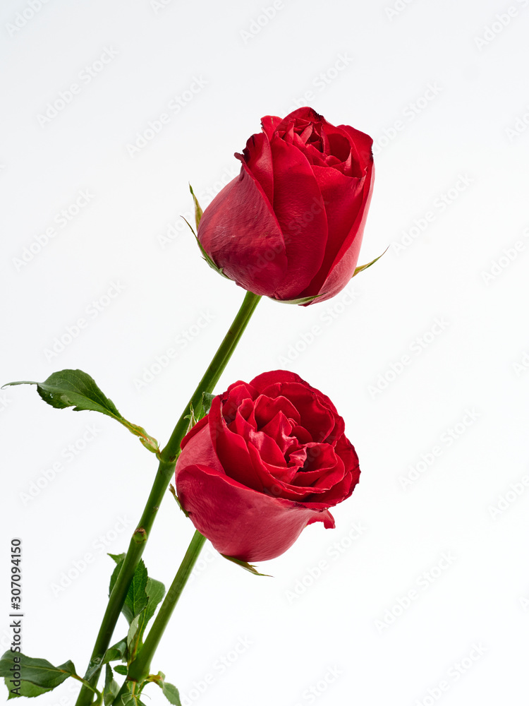 Valentine's Day card. Two red rose. Valentine's Day card. Two red rose.