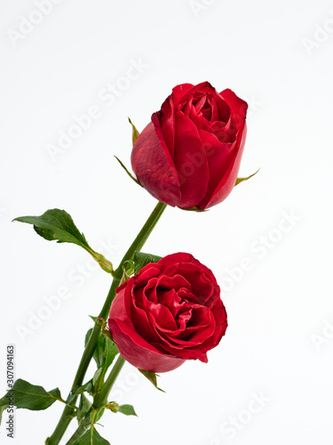 Fototapeta Naklejka Na Ścianę i Meble -  Valentine's Day card. Two red rose.