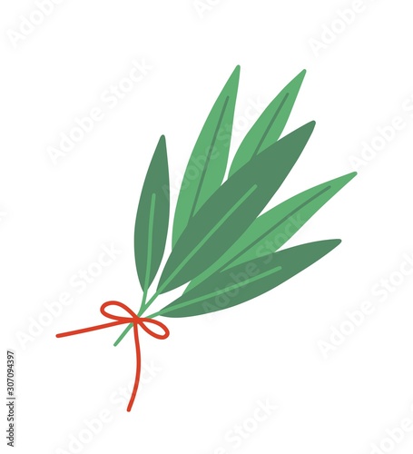 Fresh bay leaf flat vector illustration. Aromatic herb bouquet isolated on white background. Green leaves tied with red ribbon. Seasonings and spices kind. Laurel tree leaves and branches.