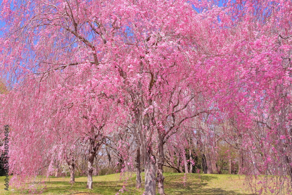 満開の枝垂桜