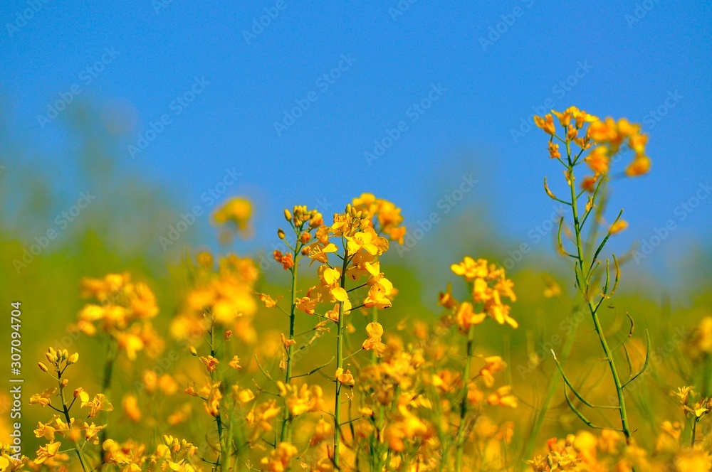 nature fleurs flowers