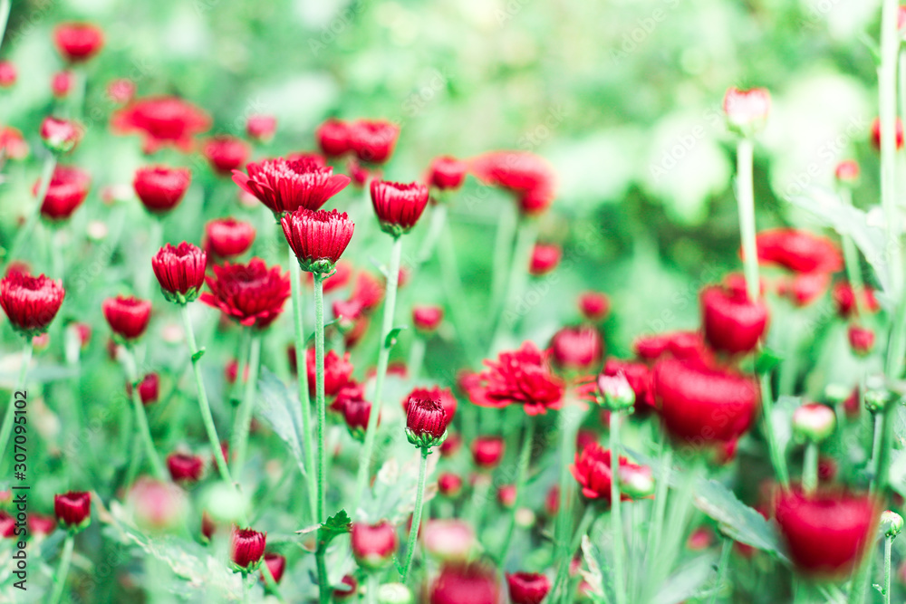 The beautiful red poppies flowers in the garden under the light with a blur background, focus in one spot The beautiful red poppies flowers in the garden under the light with a blur background, focus in one spot