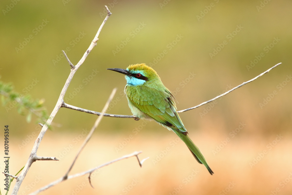 Bee eater sitting on a branch, looking for insects Bee eater sitting on a branch, looking for insects