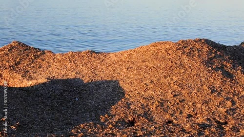 Footage of dried Posidonia Oceanica on the coastline in Saint Tropez bay in South of France photo