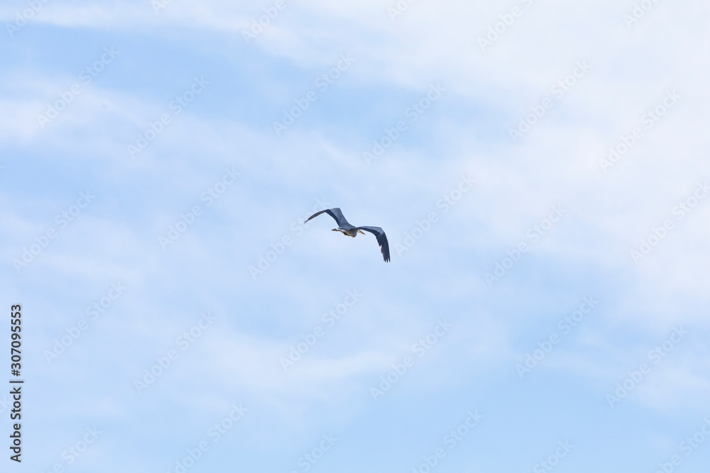 Grey heron-Héron cendré (Ardea cinerea)