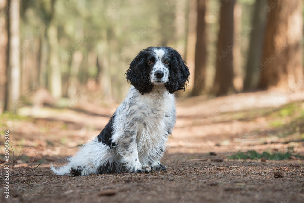 Cocker spaniel dog sitting on a forest lane seen from the side looking at the camera Cocker spaniel dog sitting on a forest lane seen from the side looking at the camera