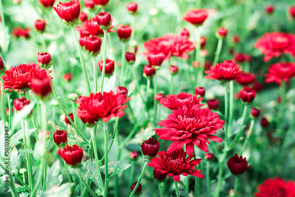 The beautiful red poppies flowers in the garden under the light with a blur background, focus in one spot