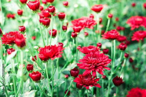 The beautiful red poppies flowers in the garden under the light with a blur background, focus in one spot