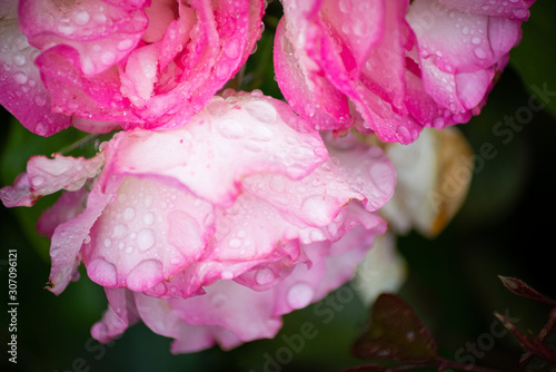 Rain drops on pink Roses