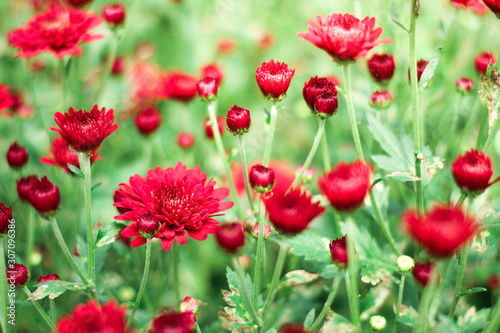 The beautiful red poppies flowers in the garden under the light with a blur background, focus in one spot