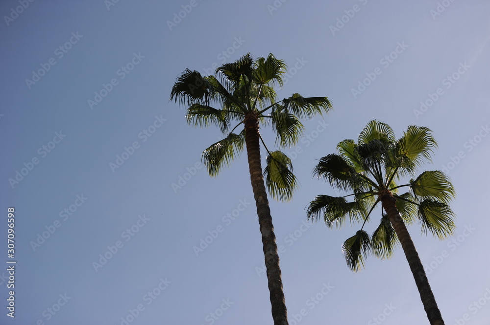 Obraz premium palmeras