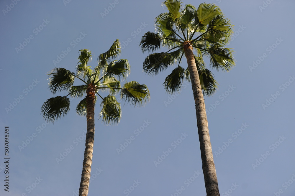 Fototapeta premium palmeras