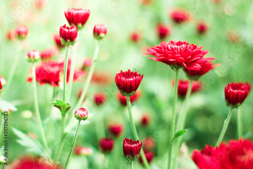 The beautiful red poppies flowers in the garden under the light with a blur background, focus in one spot